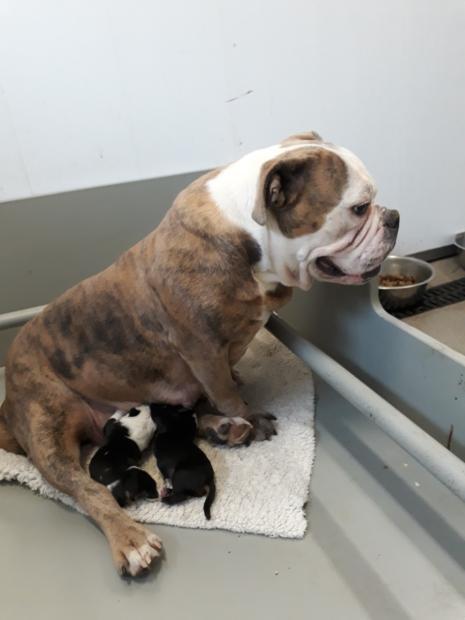 Wij hebben pups !!! Moeder Rainbowbulls :Amber Vader:Rainbowbulls Dorus